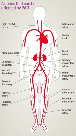 Peripheral arteries of the body